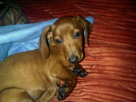 Sammy